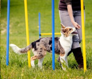 Fun Outdoor Activities to Enjoy with Your Dog