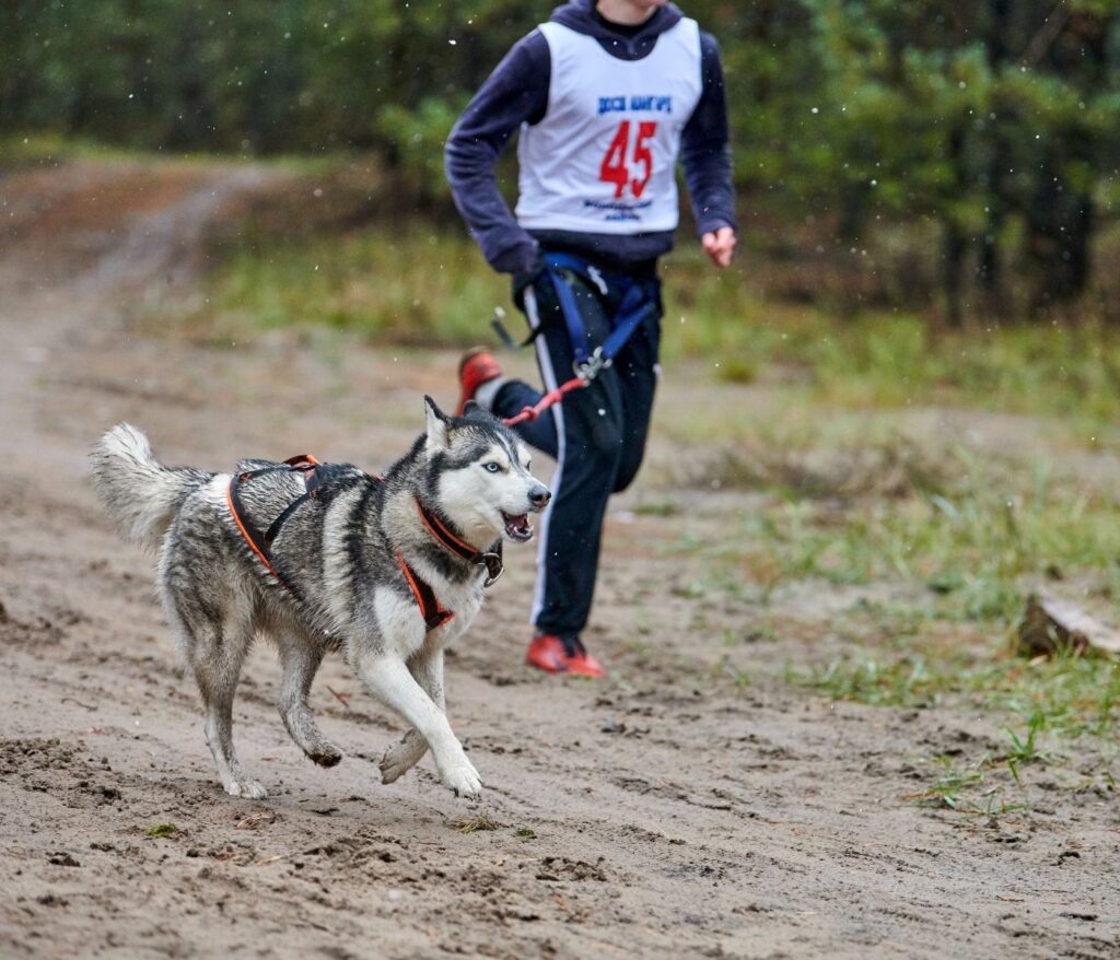 Fun Outdoor Activities to Enjoy with Your Dog