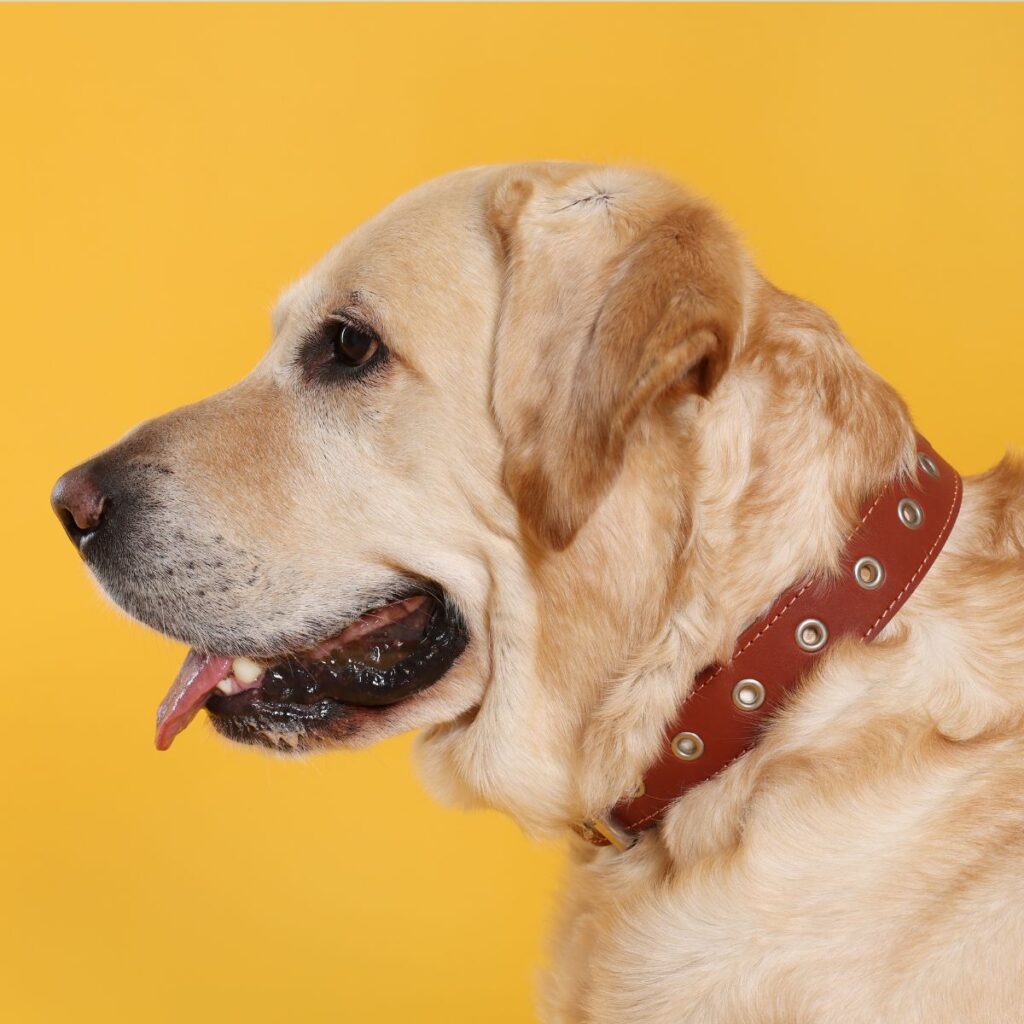 Are Leather Collars Good For Dogs