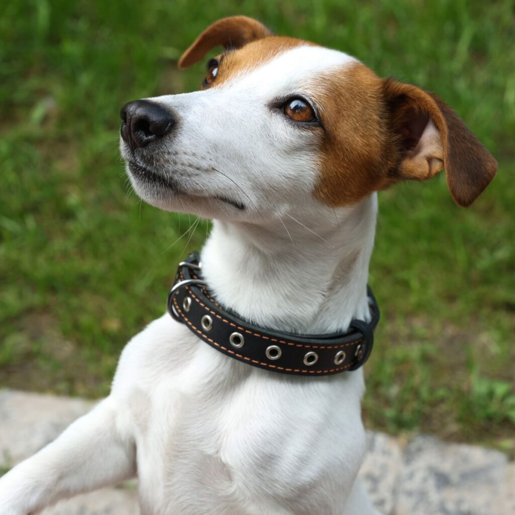 Are Leather Collars Good For Dogs