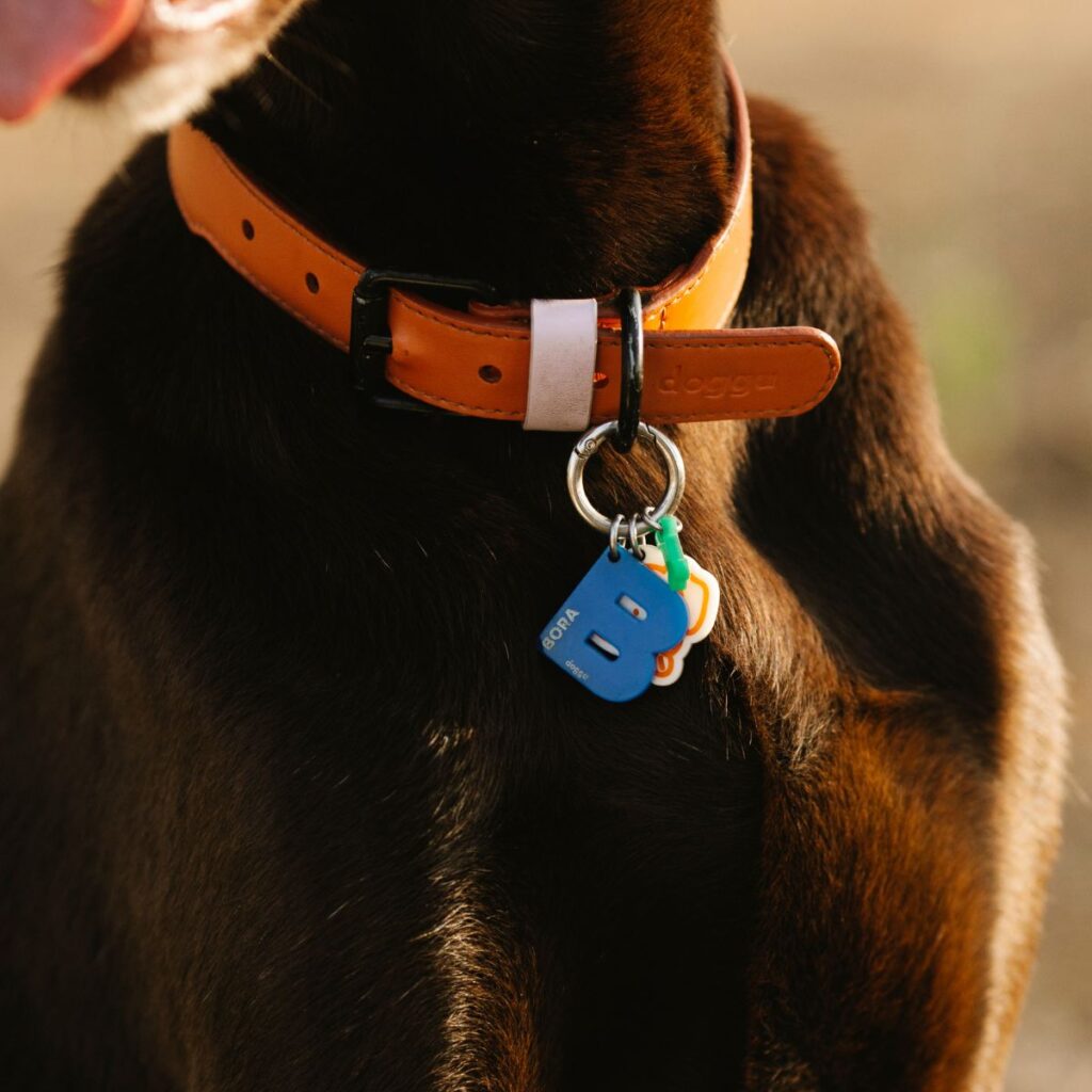 Are Leather Collars Good For Dogs