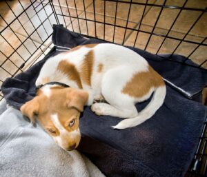 When Can My Dog Sleep Out Of His Crate?