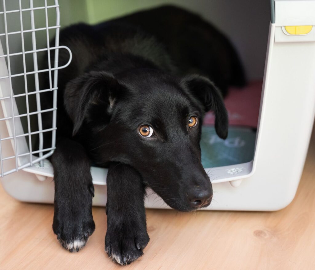 When Can My Dog Sleep Out Of His Crate?