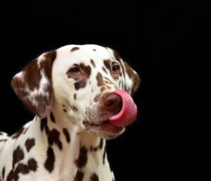 Clean Stains around Dog's Mouth