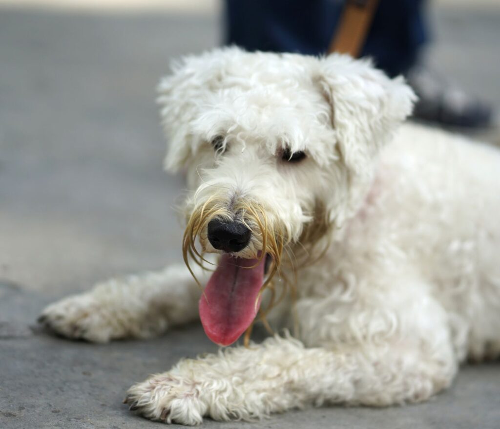 How to Clean Stains around Dog's Mouth