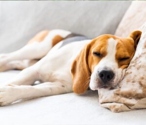 Creating a Safe and Comfortable Space for Your Dog at Home