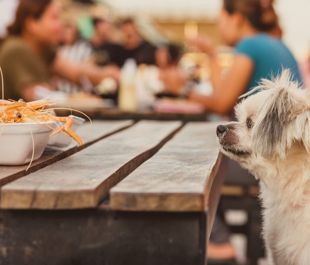 10 foods that are toxic to dogs