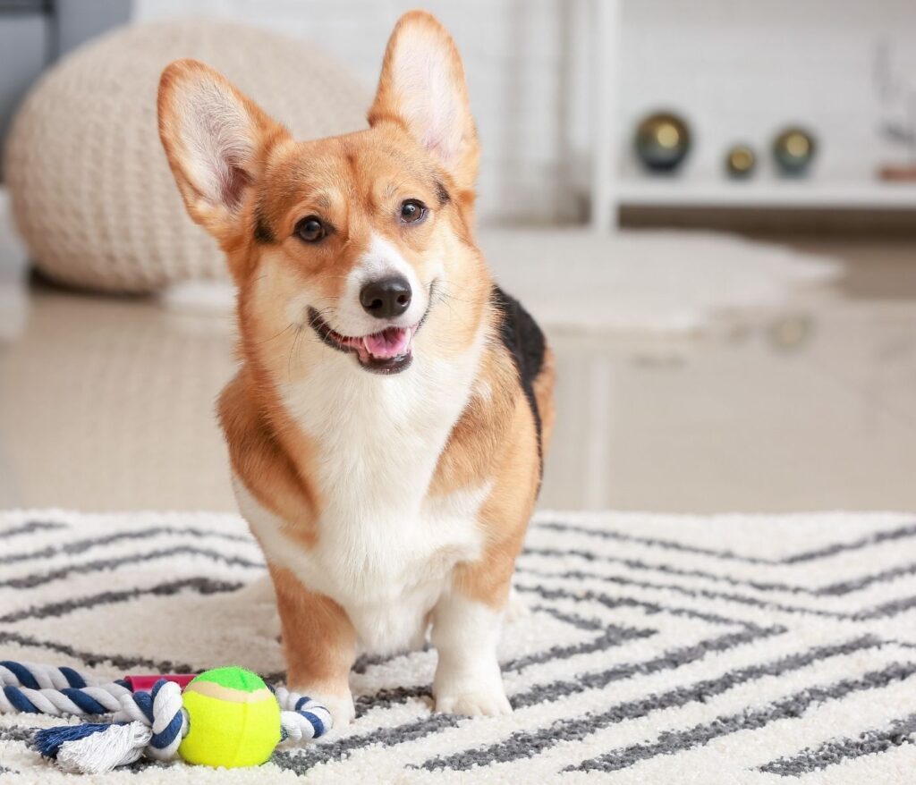 Creating a Safe and Comfortable Space for Your Dog at Home