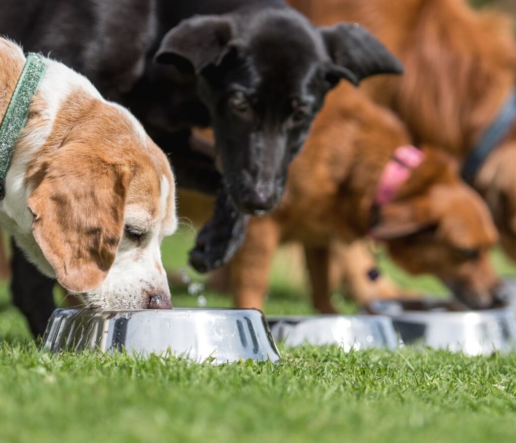 10 foods that are toxic to dogs