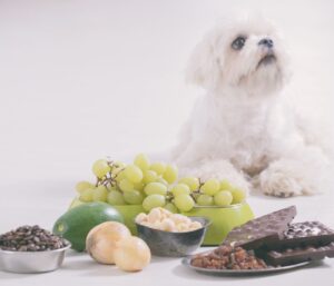 10 Foods That Are Toxic to Dogs and Should Be Avoided