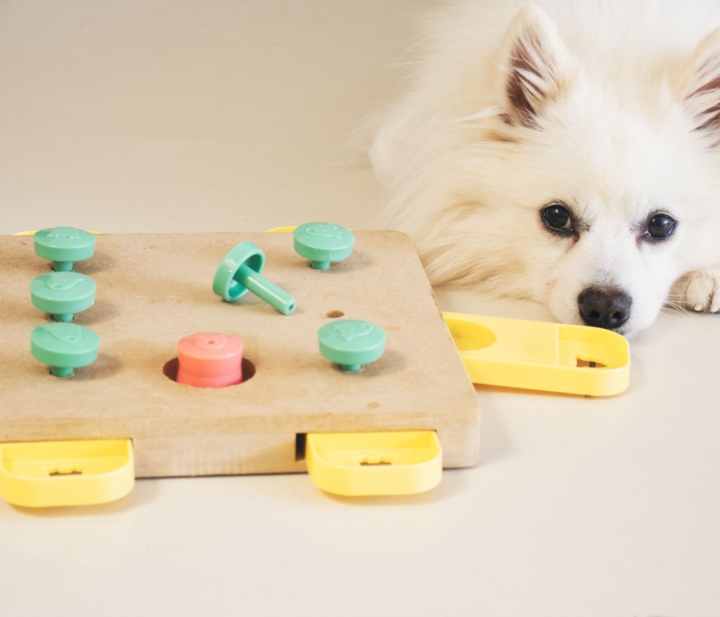 Top 5 Indoor Games to Keep Your Dog Entertained on Rainy Days