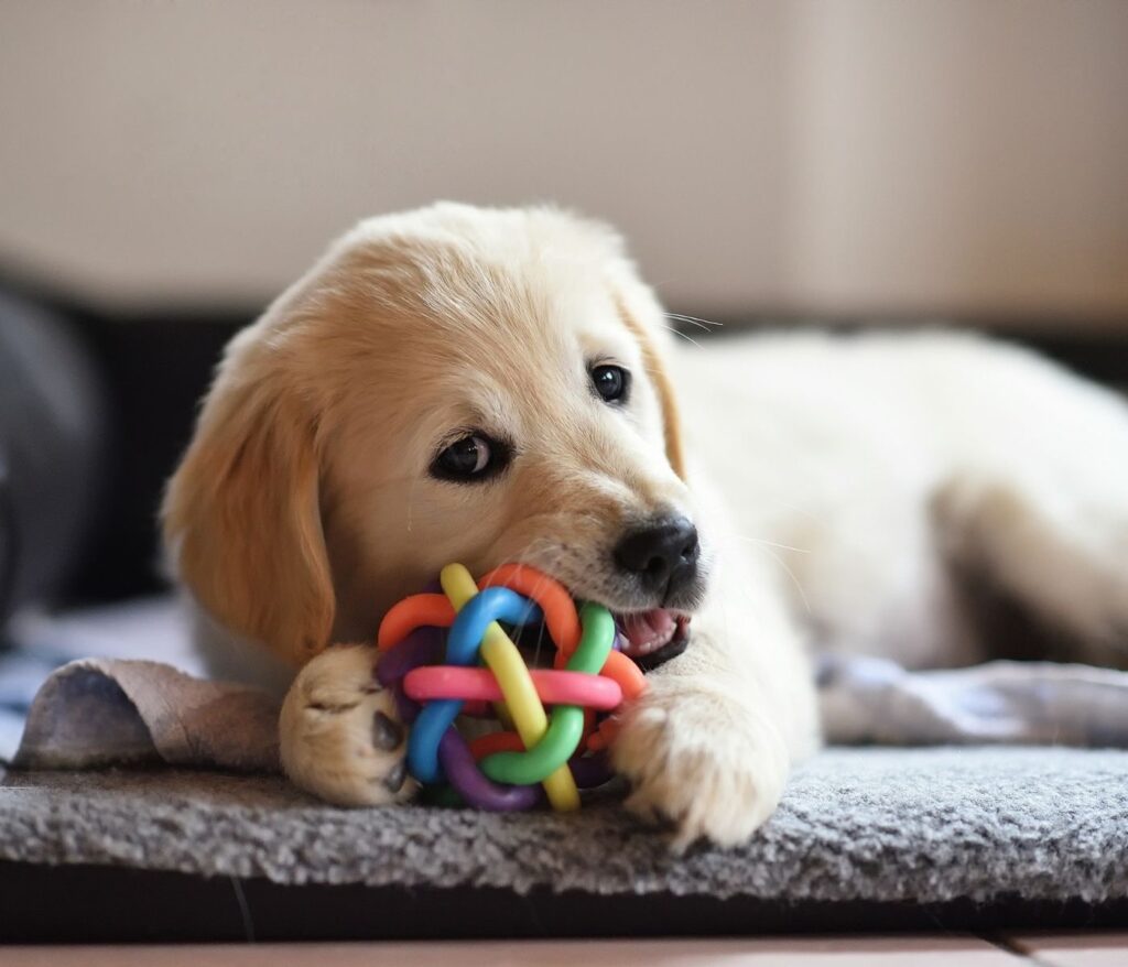 Top 5 Indoor Games to Keep Your Dog Entertained on Rainy Days