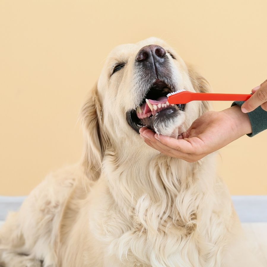 DIY Dog Grooming: Step-by-Step Guide to Bathing and Brushing Your Dog