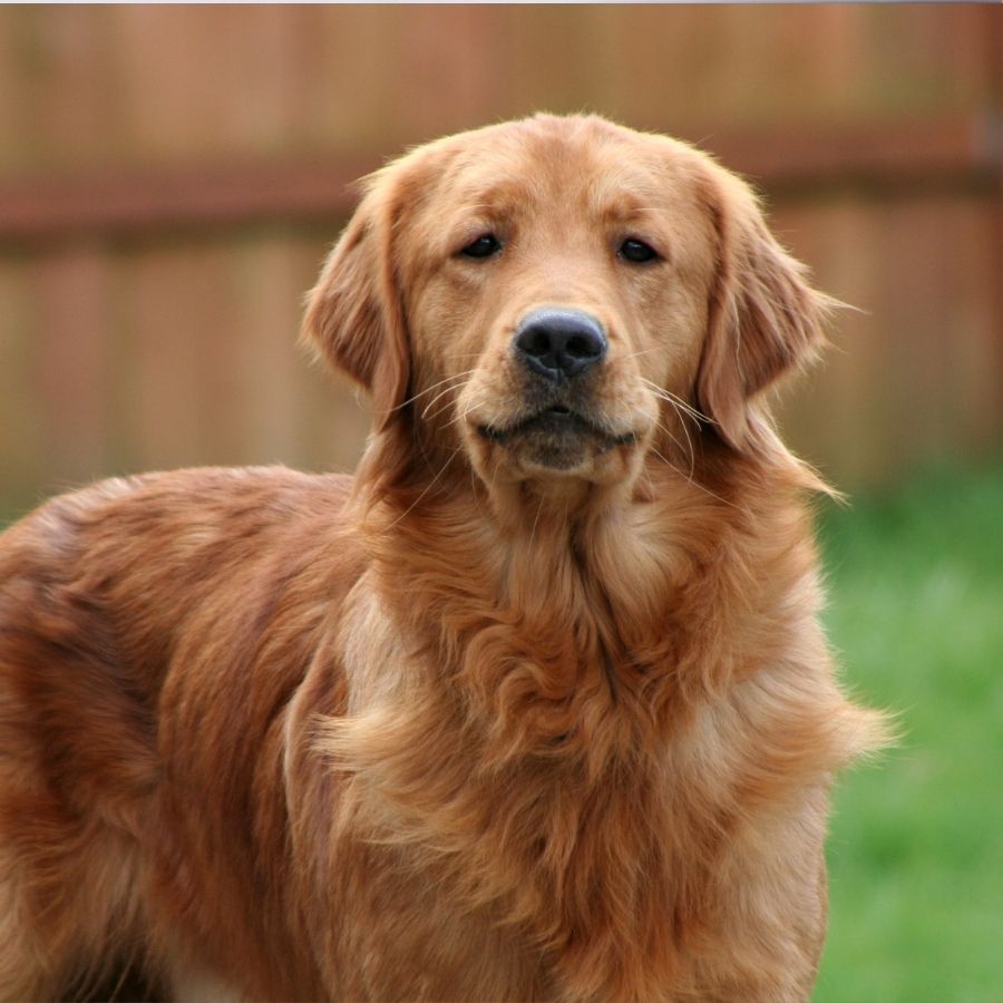 A Comprehensive Guide to Golden Retriever Care and Training