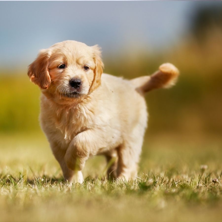 A Comprehensive Guide to Golden Retriever Care and Training