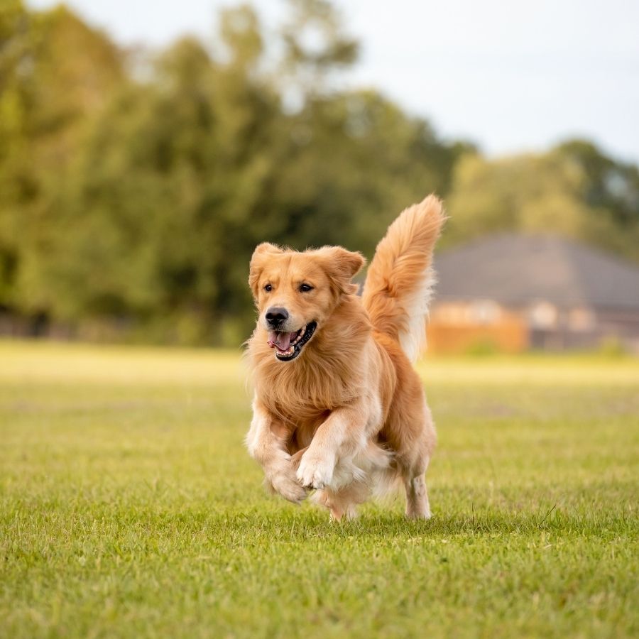 A Comprehensive Guide to Golden Retriever Care and Training