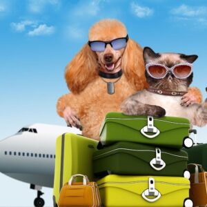 How to Prepare Your Dog for Air Travel: Tips for a Smooth Journey