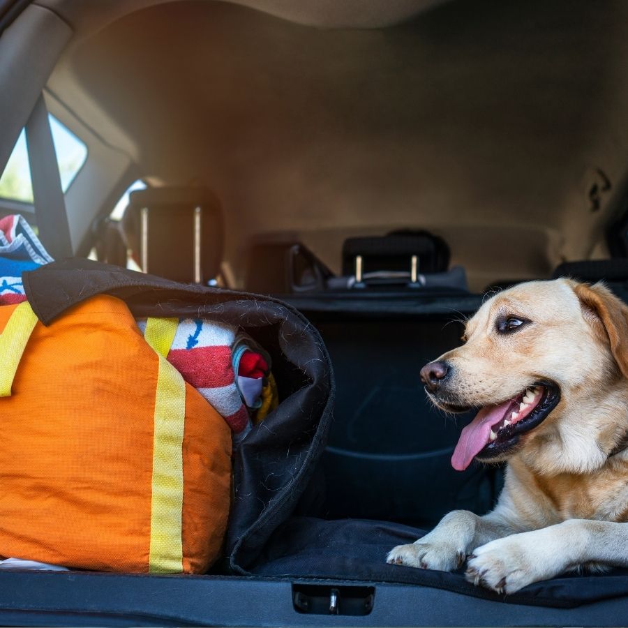 How to Prepare Your Dog for Air Travel: Tips for a Smooth Journey