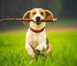 The Benefits of Positive Reinforcement Training for Puppies